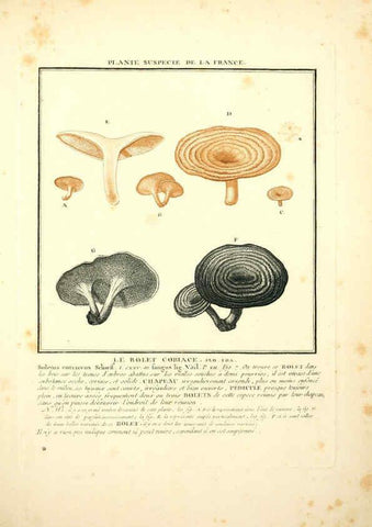 Reproducción/Reproduction 6049530495: Herbier de la France. 1-48. Paris,Chez l'auteur, Didot, Debure, Belin,1780-93