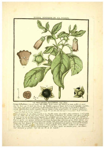 Reproducción/Reproduction 6049530755: Herbier de la France. 1-48. Paris,Chez l'auteur, Didot, Debure, Belin,1780-93