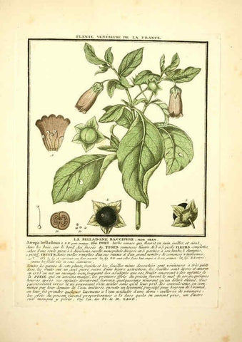 Reproducción/Reproduction 6049530755: Herbier de la France. 1-48. Paris,Chez l'auteur, Didot, Debure, Belin,1780-93