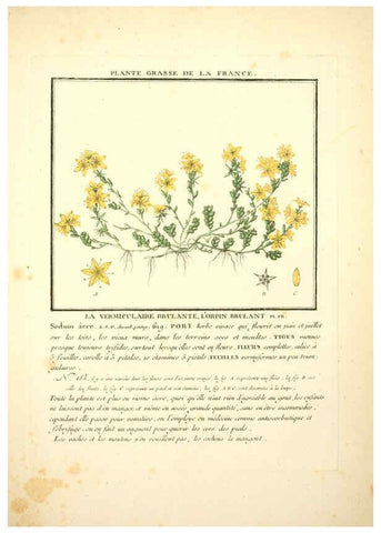 Reproducción/Reproduction 6050083822: Herbier de la France. 1-48. Paris,Chez l'auteur, Didot, Debure, Belin,1780-93
