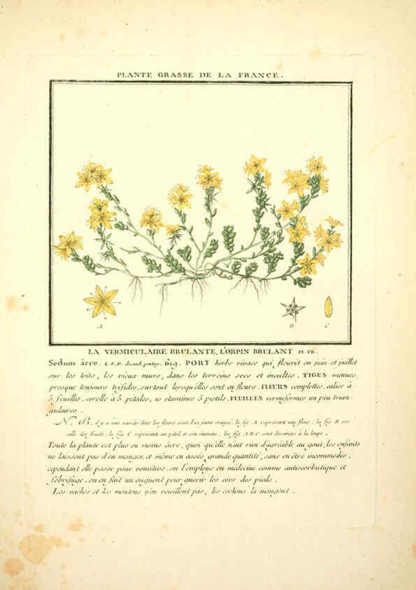 Reproducción/Reproduction 6050083822: Herbier de la France. 1-48. Paris,Chez l'auteur, Didot, Debure, Belin,1780-93