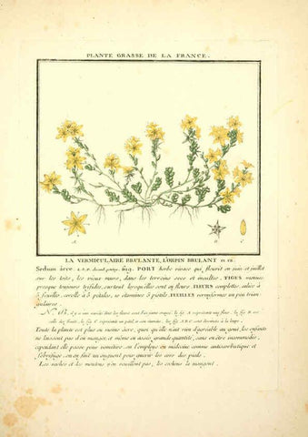 Reproducción/Reproduction 6050083822: Herbier de la France. 1-48. Paris,Chez l'auteur, Didot, Debure, Belin,1780-93