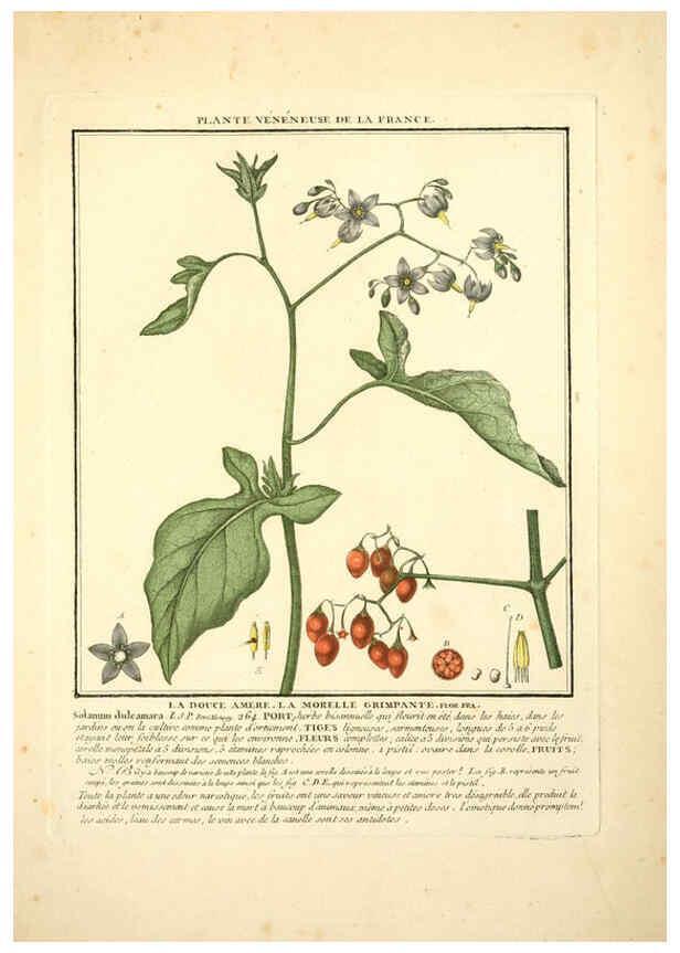 Reproducción/Reproduction 6050081228: Herbier de la France. 1-48. Paris,Chez l'auteur, Didot, Debure, Belin,1780-93