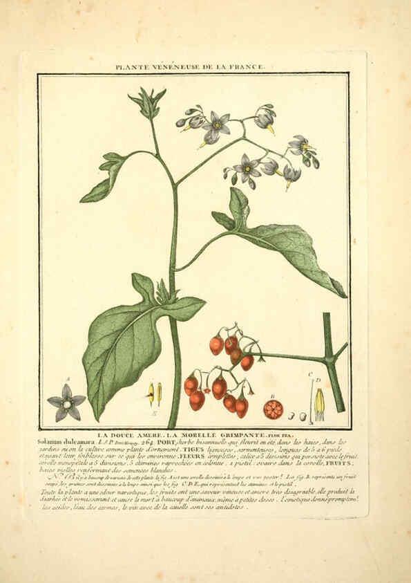 Reproducción/Reproduction 6050081228: Herbier de la France. 1-48. Paris,Chez l'auteur, Didot, Debure, Belin,1780-93