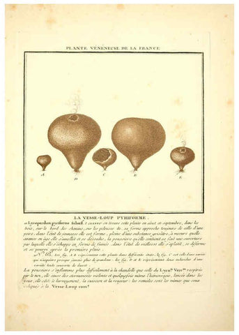 Reproducción/Reproduction 6050085060: Herbier de la France. 1-48. Paris,Chez l'auteur, Didot, Debure, Belin,1780-93