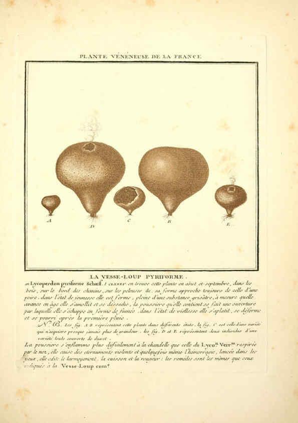 Reproducción/Reproduction 6050085060: Herbier de la France. 1-48. Paris,Chez l'auteur, Didot, Debure, Belin,1780-93