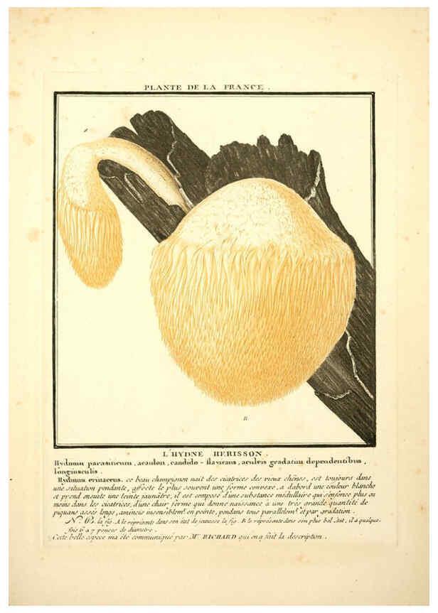 Reproducción/Reproduction 6050085712: Herbier de la France. 1-48. Paris,Chez l'auteur, Didot, Debure, Belin,1780-93