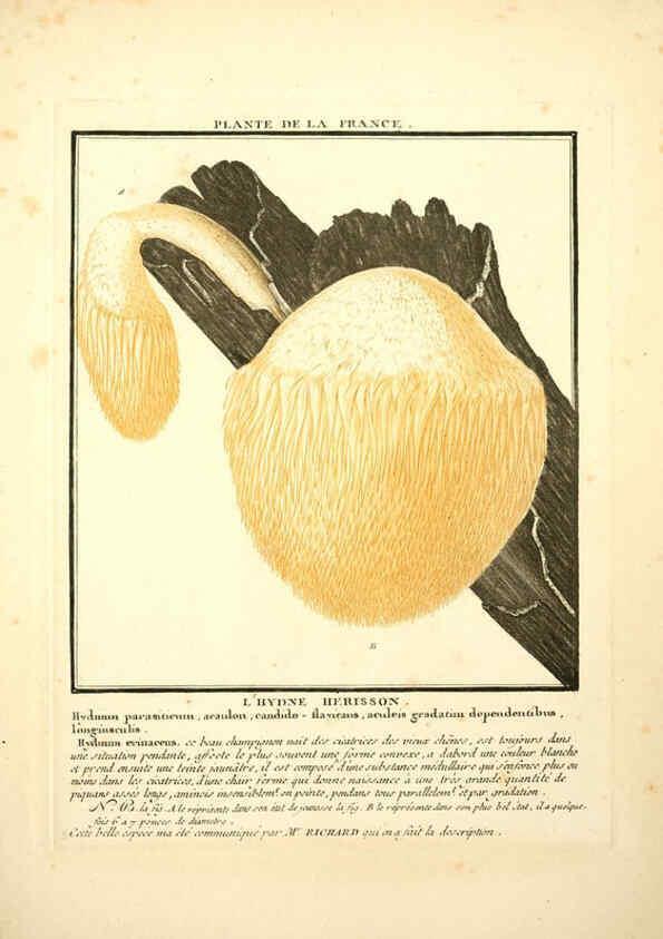 Reproducción/Reproduction 6050085712: Herbier de la France. 1-48. Paris,Chez l'auteur, Didot, Debure, Belin,1780-93