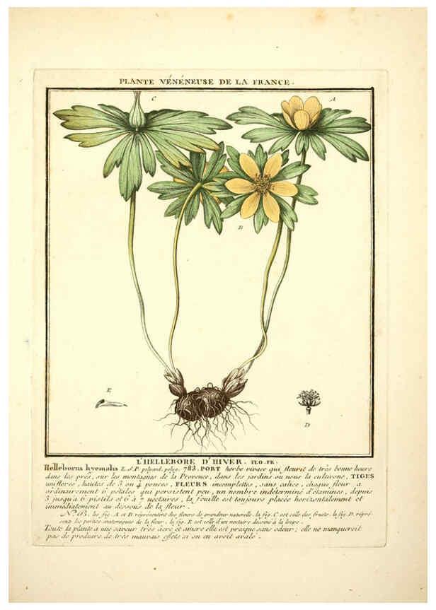 Reproducción/Reproduction 6050086278: Herbier de la France. 1-48. Paris,Chez l'auteur, Didot, Debure, Belin,1780-93