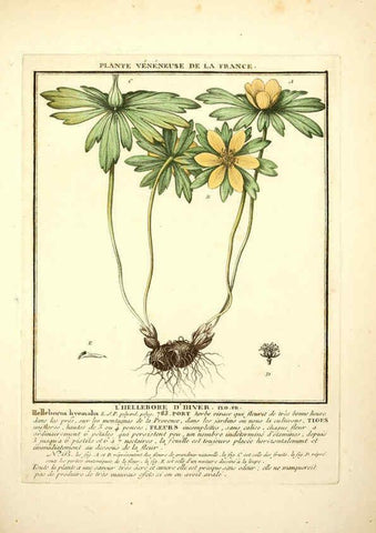 Reproducción/Reproduction 6050086278: Herbier de la France. 1-48. Paris,Chez l'auteur, Didot, Debure, Belin,1780-93
