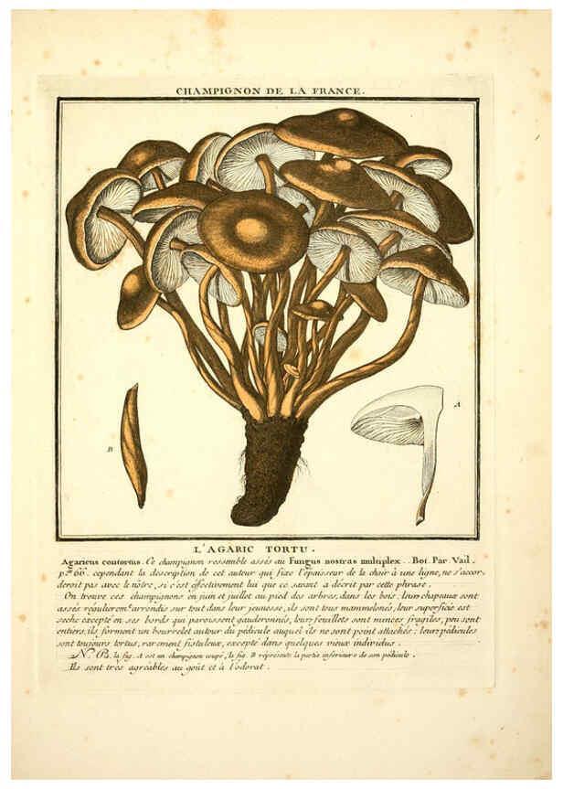 Reproducción/Reproduction 6049534161: Herbier de la France. 1-48. Paris,Chez l'auteur, Didot, Debure, Belin,1780-93