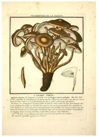 Reproducción/Reproduction 6049534161: Herbier de la France. 1-48. Paris,Chez l'auteur, Didot, Debure, Belin,1780-93