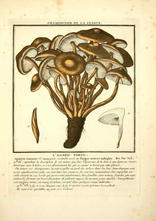 Reproducción/Reproduction 6049534161: Herbier de la France. 1-48. Paris,Chez l'auteur, Didot, Debure, Belin,1780-93