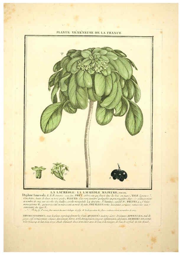 Reproducción/Reproduction 6049534903: Herbier de la France. 1-48. Paris,Chez l'auteur, Didot, Debure, Belin,1780-93