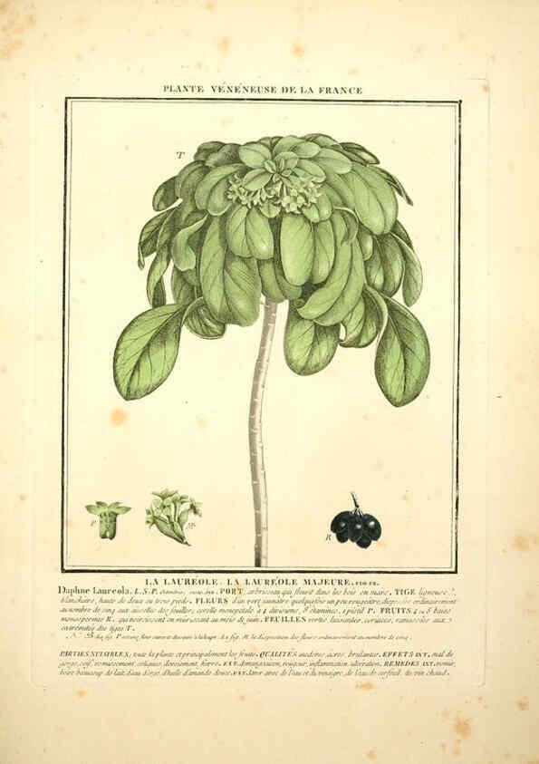 Reproducción/Reproduction 6049534903: Herbier de la France. 1-48. Paris,Chez l'auteur, Didot, Debure, Belin,1780-93