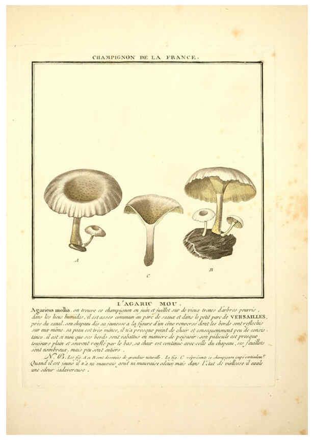 Reproducción/Reproduction 6050087596: Herbier de la France. 1-48. Paris,Chez l'auteur, Didot, Debure, Belin,1780-93