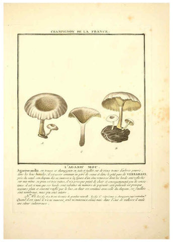 Reproducción/Reproduction 6050087596: Herbier de la France. 1-48. Paris,Chez l'auteur, Didot, Debure, Belin,1780-93