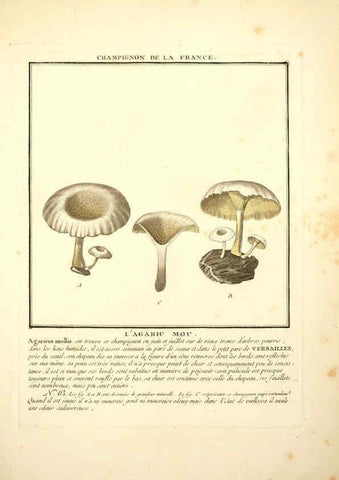 Reproducción/Reproduction 6050087596: Herbier de la France. 1-48. Paris,Chez l'auteur, Didot, Debure, Belin,1780-93