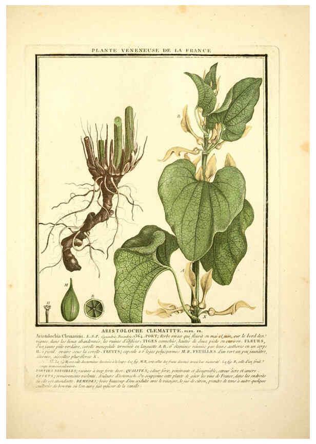 Reproducción/Reproduction 6050087930: Herbier de la France. 1-48. Paris,Chez l'auteur, Didot, Debure, Belin,1780-93