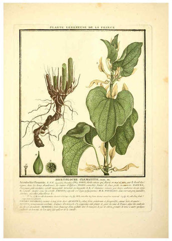Reproducción/Reproduction 6050087930: Herbier de la France. 1-48. Paris,Chez l'auteur, Didot, Debure, Belin,1780-93