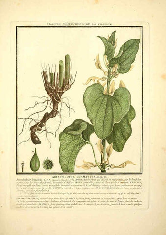 Reproducción/Reproduction 6050087930: Herbier de la France. 1-48. Paris,Chez l'auteur, Didot, Debure, Belin,1780-93