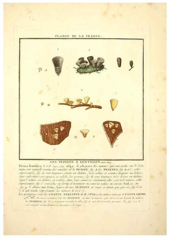 Reproducción/Reproduction 6049535679: Herbier de la France. 1-48. Paris,Chez l'auteur, Didot, Debure, Belin,1780-93