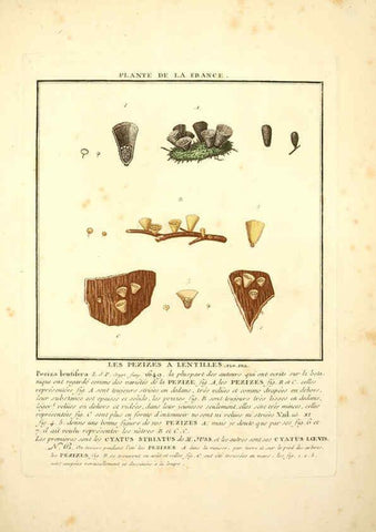 Reproducción/Reproduction 6049535679: Herbier de la France. 1-48. Paris,Chez l'auteur, Didot, Debure, Belin,1780-93