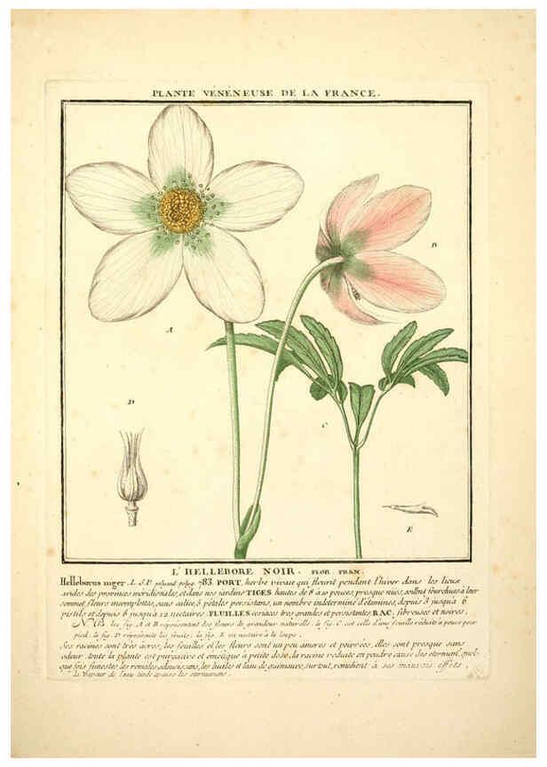 Reproducción/Reproduction 6049532891: Herbier de la France. 1-48. Paris,Chez l'auteur, Didot, Debure, Belin,1780-93