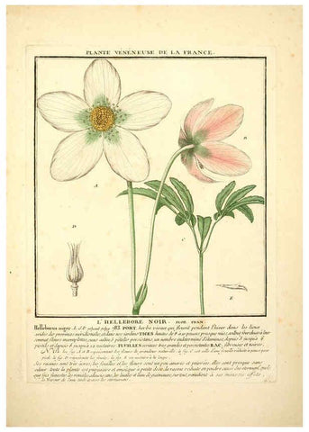 Reproducción/Reproduction 6049532891: Herbier de la France. 1-48. Paris,Chez l'auteur, Didot, Debure, Belin,1780-93