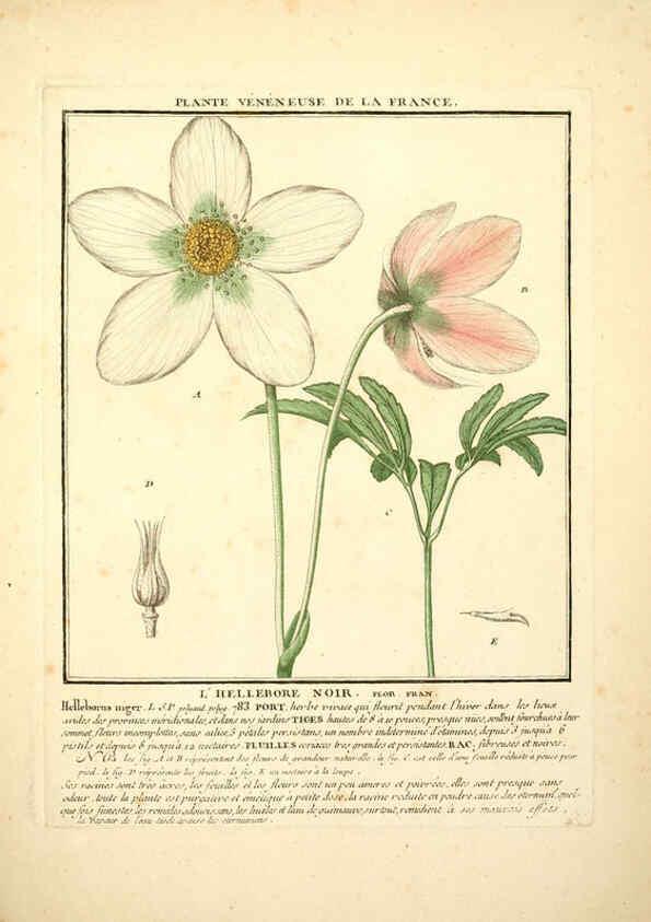 Reproducción/Reproduction 6049532891: Herbier de la France. 1-48. Paris,Chez l'auteur, Didot, Debure, Belin,1780-93