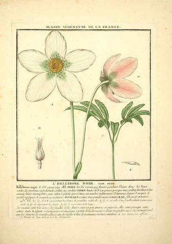 Reproducción/Reproduction 6049532891: Herbier de la France. 1-48. Paris,Chez l'auteur, Didot, Debure, Belin,1780-93