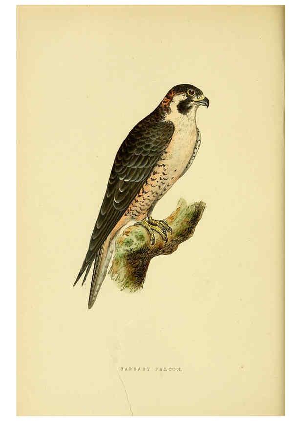 Reproducción/Reproduction 6049770371: A history of the birds of Europe, not observed in the British Isles. v.1 London :G. Bell & Sons,1875-1876