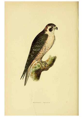 Reproducción/Reproduction 6049770371: A history of the birds of Europe, not observed in the British Isles. v.1 London :G. Bell & Sons,1875-1876