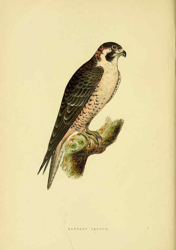 Reproducción/Reproduction 6049770371: A history of the birds of Europe, not observed in the British Isles. v.1 London :G. Bell & Sons,1875-1876