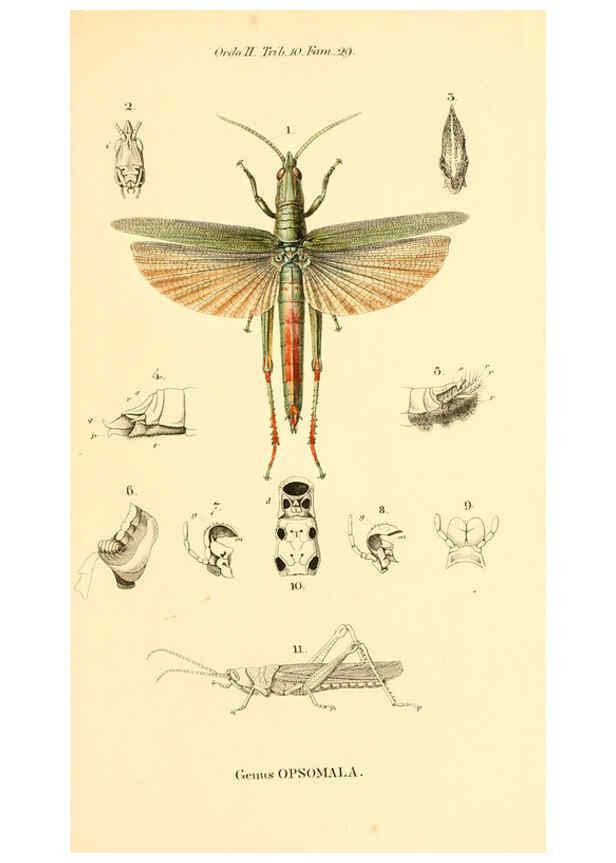 Reproducción/Reproduction 6049882118: Genera quædam insectorum. Iconibus illustravit et descripsit Hermannus Burmeister ... Volumen I. continet tabulas XL. Berlini,sumtibus A. Burmeister,1838-46
