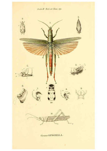 Reproducción/Reproduction 6049882118: Genera quædam insectorum. Iconibus illustravit et descripsit Hermannus Burmeister ... Volumen I. continet tabulas XL. Berlini,sumtibus A. Burmeister,1838-46