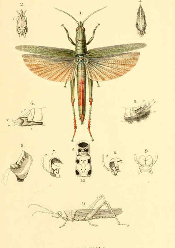 Reproducción/Reproduction 6049882118: Genera quædam insectorum. Iconibus illustravit et descripsit Hermannus Burmeister ... Volumen I. continet tabulas XL. Berlini,sumtibus A. Burmeister,1838-46