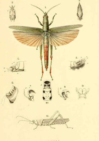 Reproducción/Reproduction 6049882118: Genera quædam insectorum. Iconibus illustravit et descripsit Hermannus Burmeister ... Volumen I. continet tabulas XL. Berlini,sumtibus A. Burmeister,1838-46