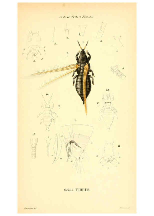 Reproducción/Reproduction 6049328853: Genera quædam insectorum. Iconibus illustravit et descripsit Hermannus Burmeister ... Volumen I. continet tabulas XL. Berlini,sumtibus A. Burmeister,1838-46