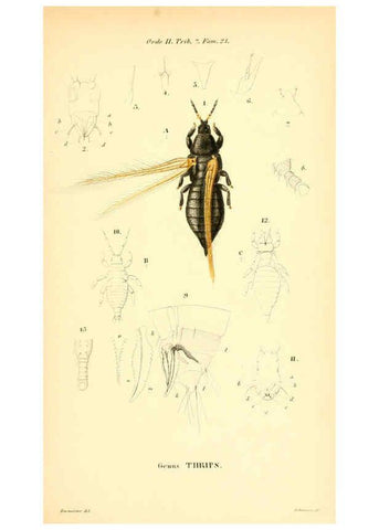 Reproducción/Reproduction 6049328853: Genera quædam insectorum. Iconibus illustravit et descripsit Hermannus Burmeister ... Volumen I. continet tabulas XL. Berlini,sumtibus A. Burmeister,1838-46