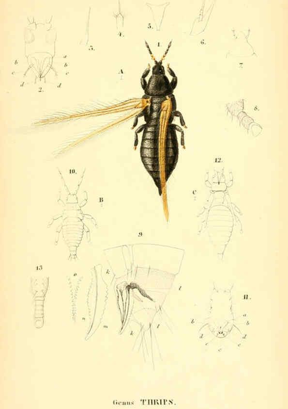 Reproducción/Reproduction 6049328853: Genera quædam insectorum. Iconibus illustravit et descripsit Hermannus Burmeister ... Volumen I. continet tabulas XL. Berlini,sumtibus A. Burmeister,1838-46