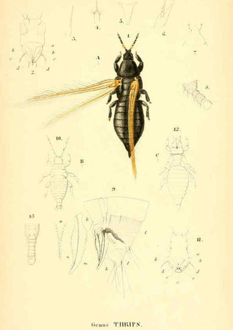 Reproducción/Reproduction 6049328853: Genera quædam insectorum. Iconibus illustravit et descripsit Hermannus Burmeister ... Volumen I. continet tabulas XL. Berlini,sumtibus A. Burmeister,1838-46