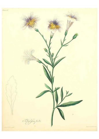 Reproducción/Reproduction 6048975441: Floral illustrations of the seasons London,Robert Havell,1831 [i.e. 1829] 