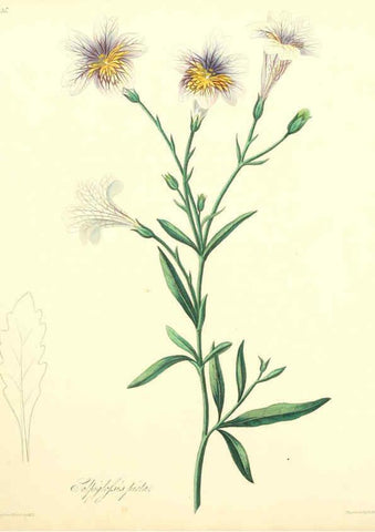 Reproducción/Reproduction 6048975441: Floral illustrations of the seasons London,Robert Havell,1831 [i.e. 1829] 