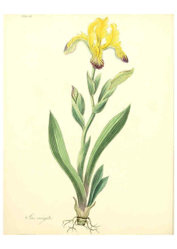 Reproducción/Reproduction 6048975681: Floral illustrations of the seasons London,Robert Havell,1831 [i.e. 1829] 