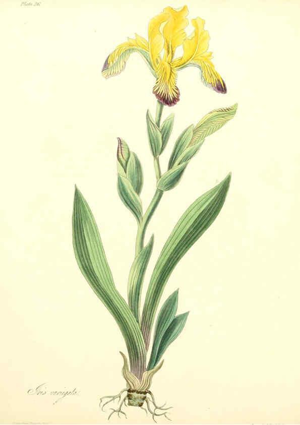 Reproducción/Reproduction 6048975681: Floral illustrations of the seasons London,Robert Havell,1831 [i.e. 1829] 