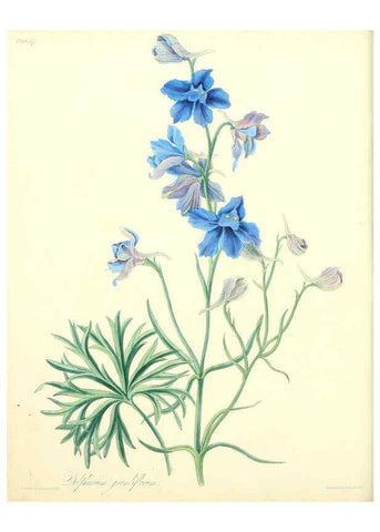 Reproducción/Reproduction 6048976193: Floral illustrations of the seasons London,Robert Havell,1831 [i.e. 1829] 