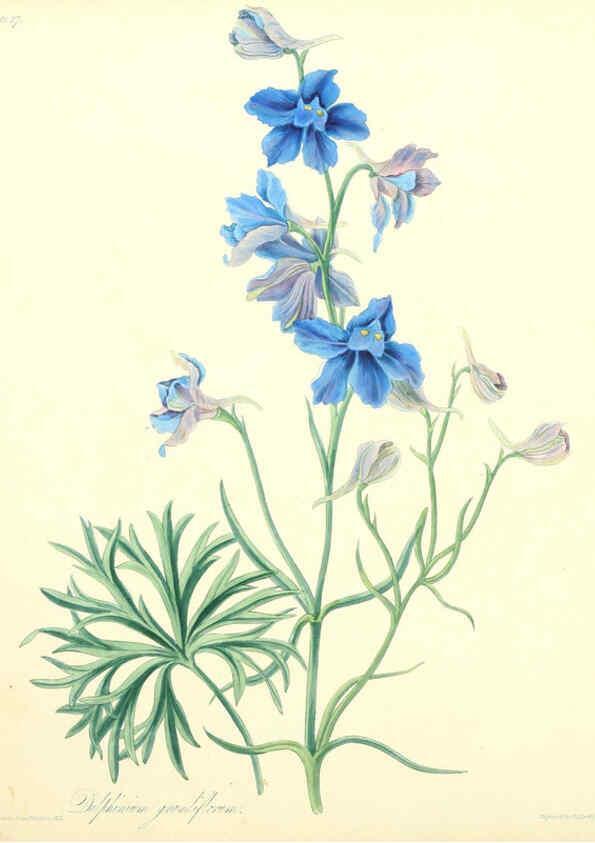Reproducción/Reproduction 6048976193: Floral illustrations of the seasons London,Robert Havell,1831 [i.e. 1829] 