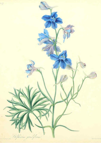 Reproducción/Reproduction 6048976193: Floral illustrations of the seasons London,Robert Havell,1831 [i.e. 1829] 