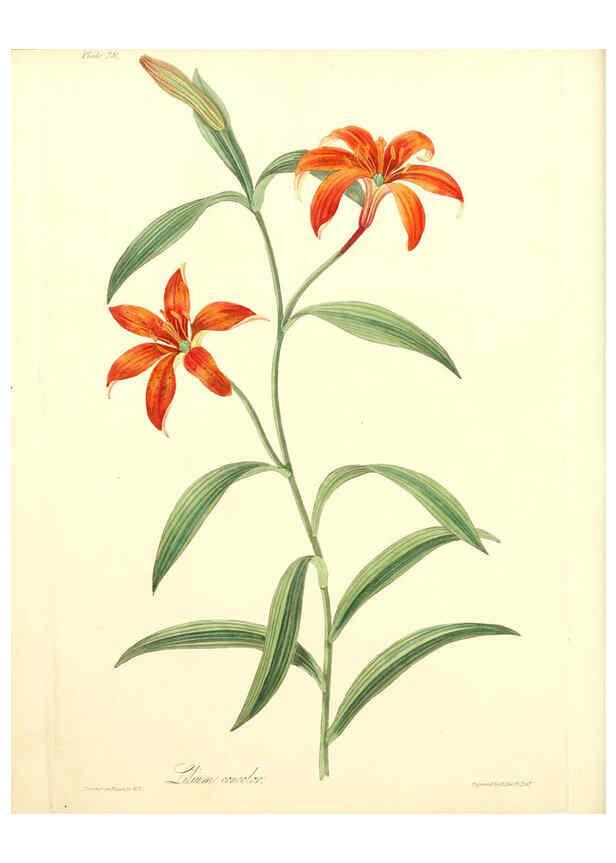 Reproducción/Reproduction 6048976509: Floral illustrations of the seasons London,Robert Havell,1831 [i.e. 1829] 